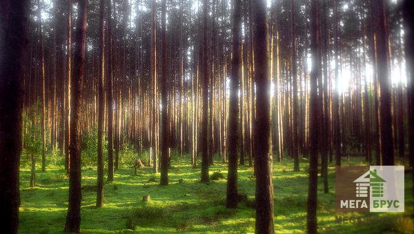 Хвойные леса Костромской области